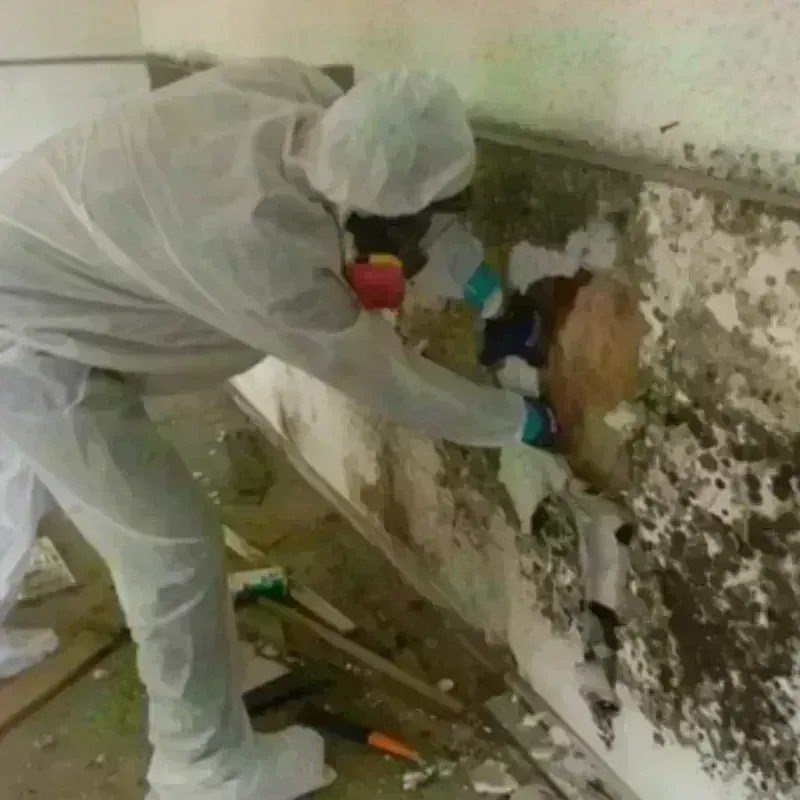 Mold Remediation and Removal in Leonville, LA